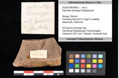 Foto (Objekt + Etikett) von Xylomites drymejae Ettingshausen (NHMW-GEO-2024-0188-0068a)